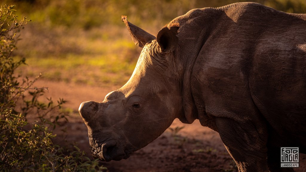 Wildes Nashorn in der Abendsonne
Safari im Manyoni Private Game Reserve in KwaZulu-Natal
Sdafrika