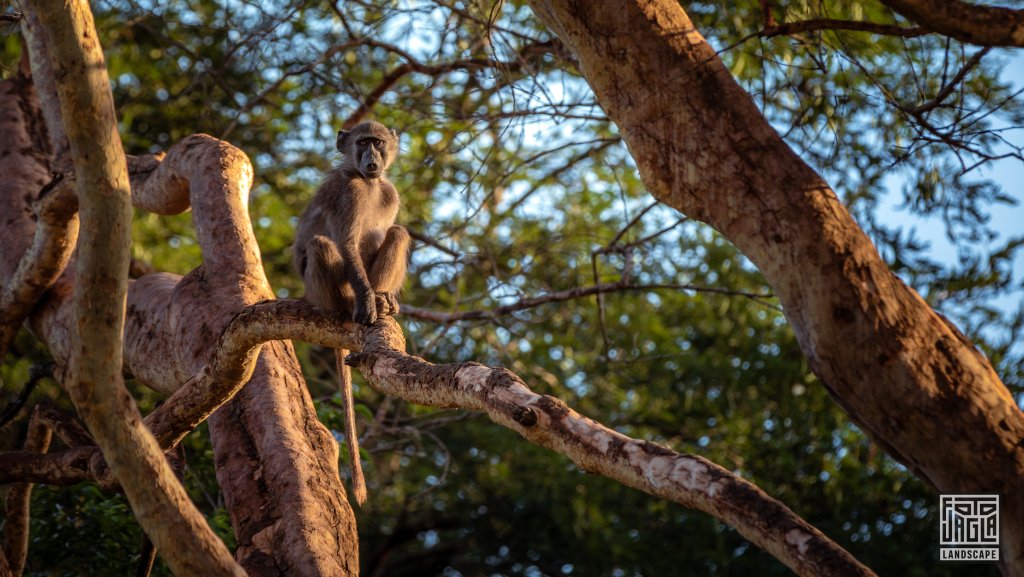 Ein Pavian Affe (Baboon) in der Sonne
Safari im Manyoni Private Game Reserve in KwaZulu-Natal
Sdafrika