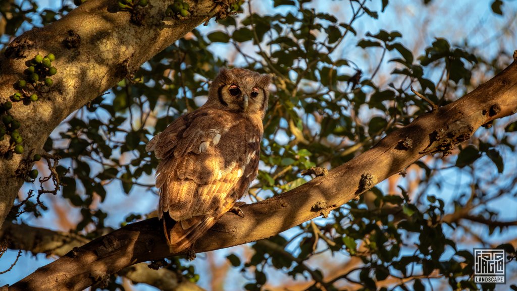 Ein Milchuhu (Ketupa Lactea) auf einem Baum
Safari im Manyoni Private Game Reserve in KwaZulu-Natal
Sdafrika