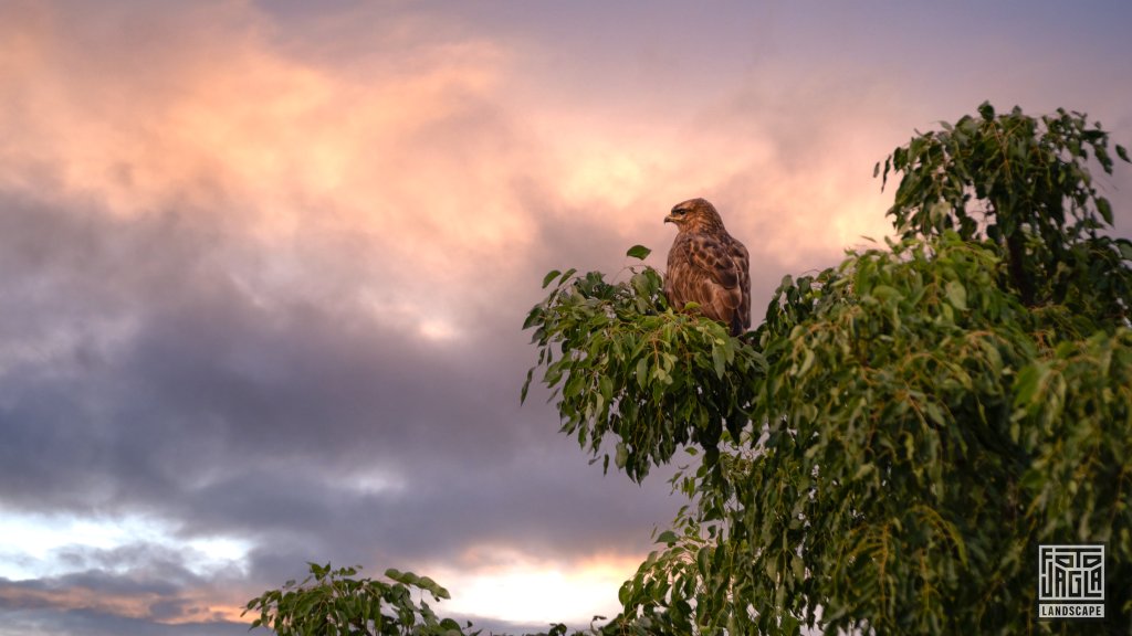 Bussard auf einem Baum zum Sonnenaufgang
Safari im Manyoni Private Game Reserve in KwaZulu-Natal
Sdafrika