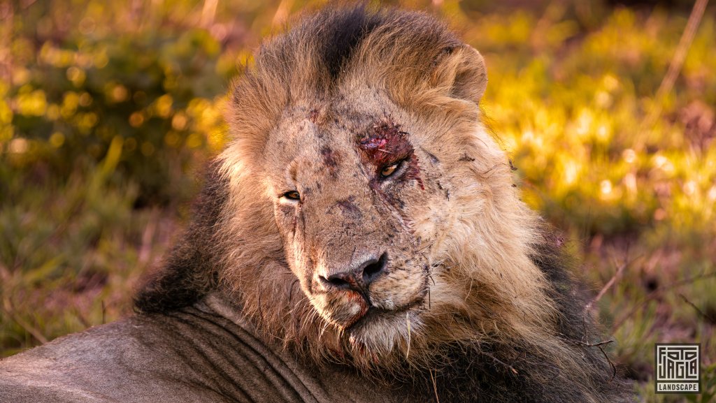 Wilder Lwe mit blutigen Kampfspuren im Gesicht
Safari im Manyoni Private Game Reserve in KwaZulu-Natal
Sdafrika
