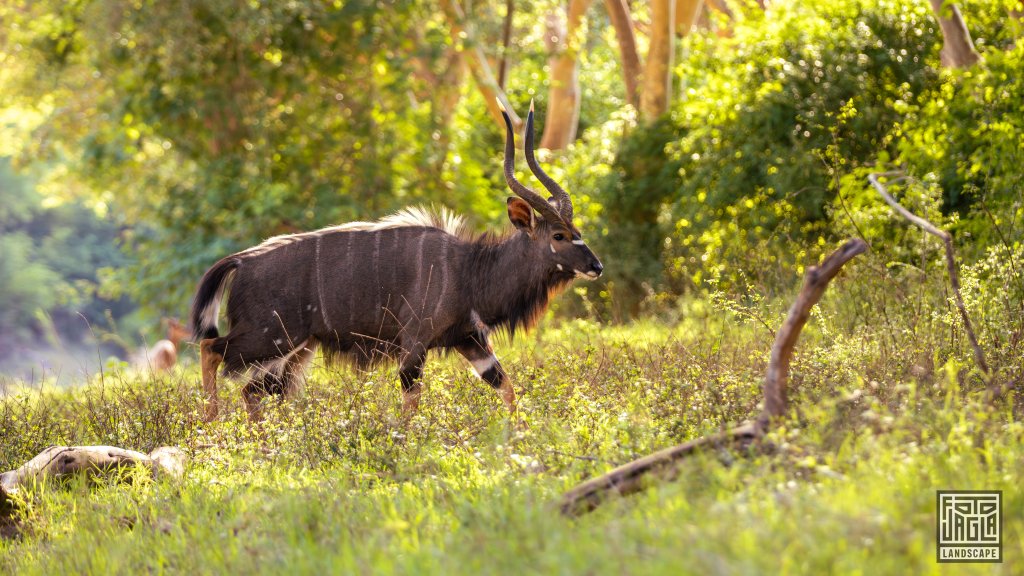 Groer Kudu (Tragelaphus Strepsiceros) mit langen Hrnern
Safari im Manyoni Private Game Reserve in KwaZulu-Natal
Sdafrika