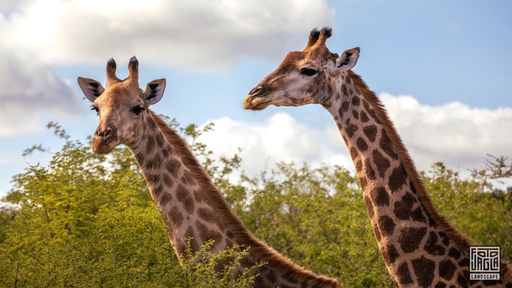 Giraffen strecken ihre Kpfe in die Luft
Safari im Manyoni Private Game Reserve in KwaZulu-Natal
Sdafrika