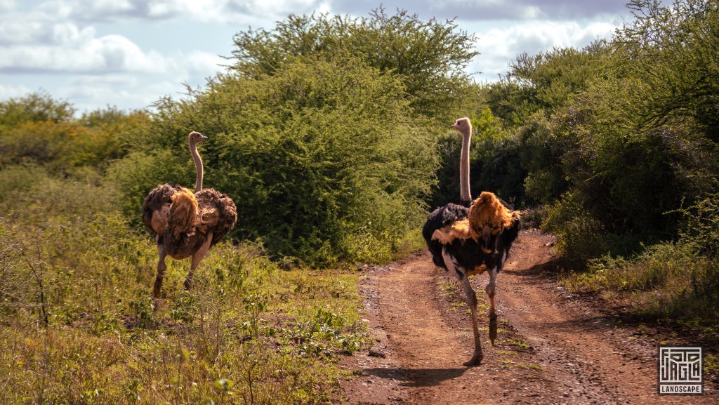 Afrikanische Strue (Struthio Camelus Australis)
Safari im Manyoni Private Game Reserve in KwaZulu-Natal
Sdafrika