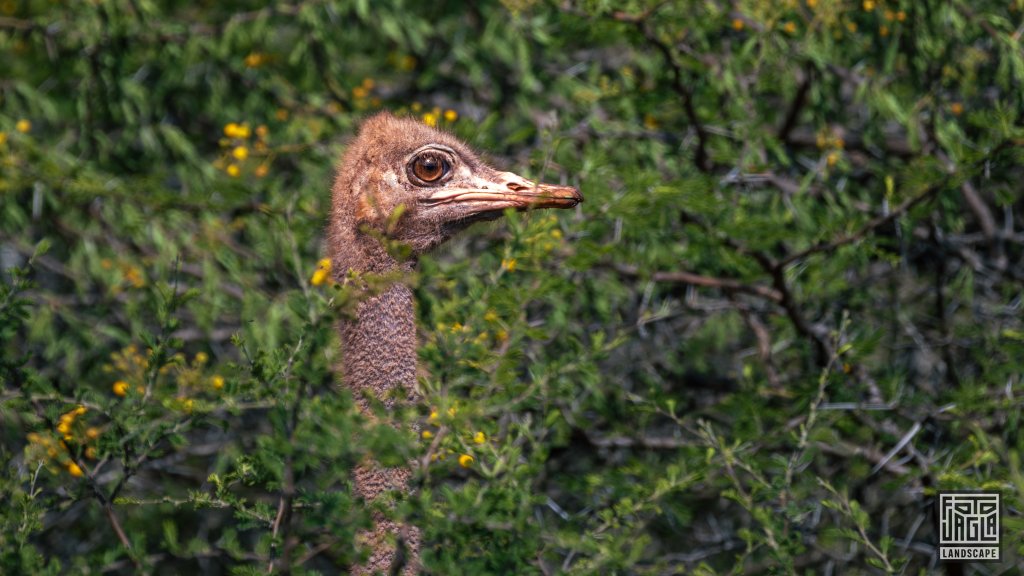 Afrikanischer Vogelstrau (Struthio Camelus Australis) running on along a dirt road
Safari im Manyoni Private Game Reserve in KwaZulu-Natal
Sdafrika
