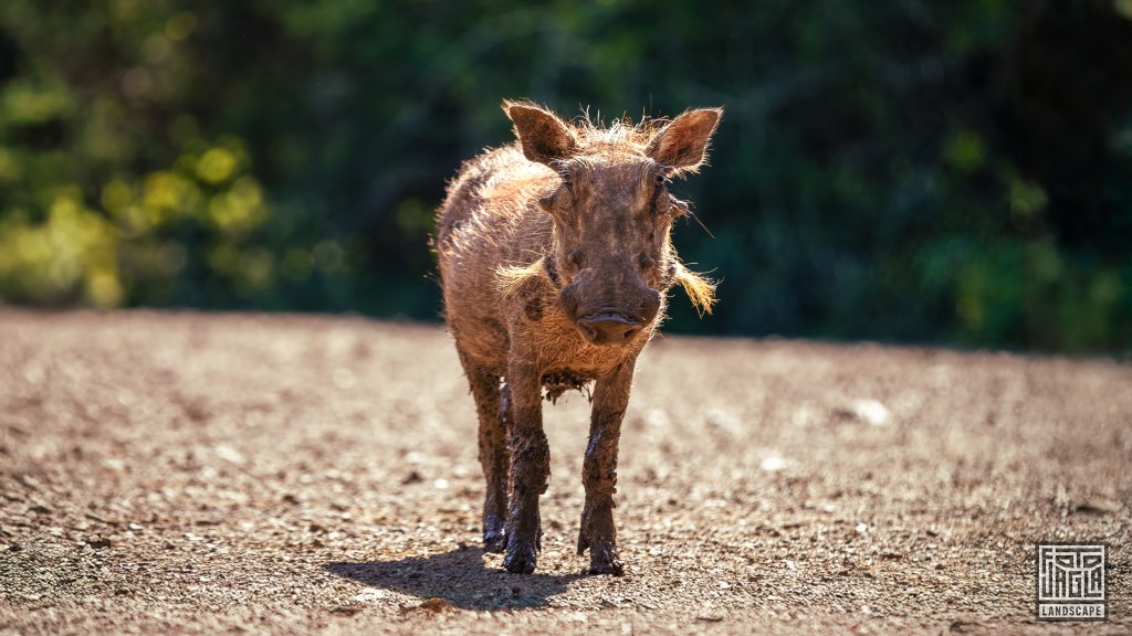 Ein hssliches Warzenschwein
Safari im Manyoni Private Game Reserve in KwaZulu-Natal
Sdafrika