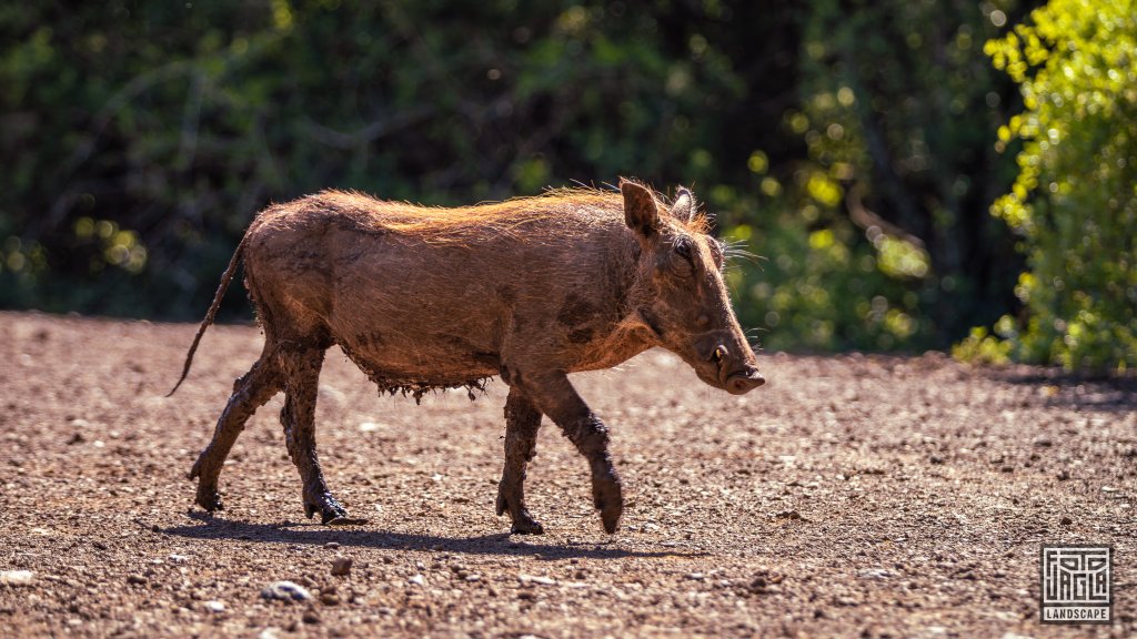 Ein hssliches Warzenschwein
Safari im Manyoni Private Game Reserve in KwaZulu-Natal
Sdafrika