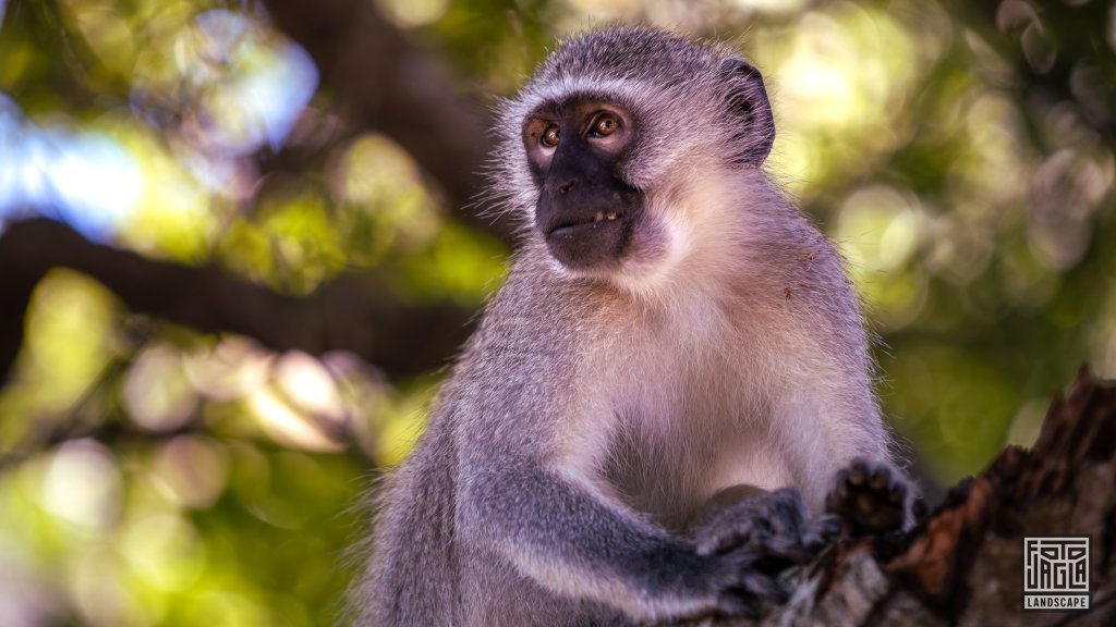 Sdliche Grnmeerkatze (Chlorocebus pygerythrus) im Baum
Safari im Manyoni Private Game Reserve in KwaZulu-Natal
Sdafrika