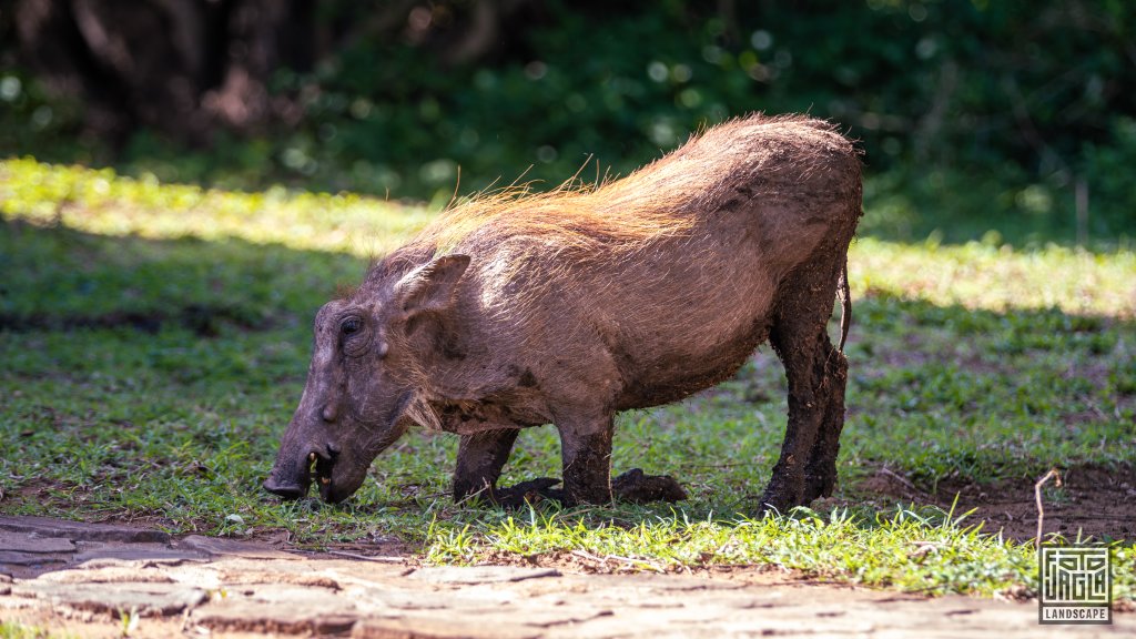 Ein hssliches Warzenschwein am fressen
Safari im Manyoni Private Game Reserve in KwaZulu-Natal
Sdafrika