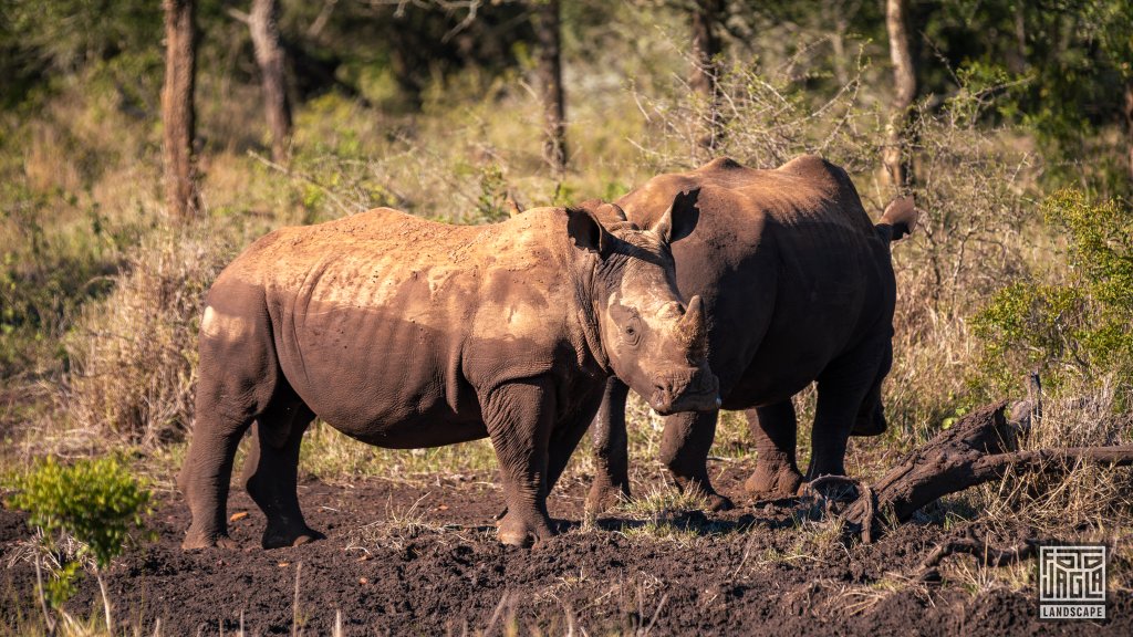 Zwei Nashrner
Safari im Manyoni Private Game Reserve in KwaZulu-Natal
Sdafrika