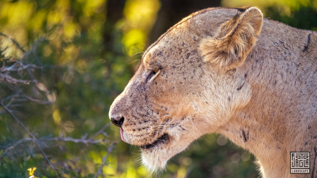 Eine wilde Lwin
Safari im Manyoni Private Game Reserve in KwaZulu-Natal
Sdafrika
