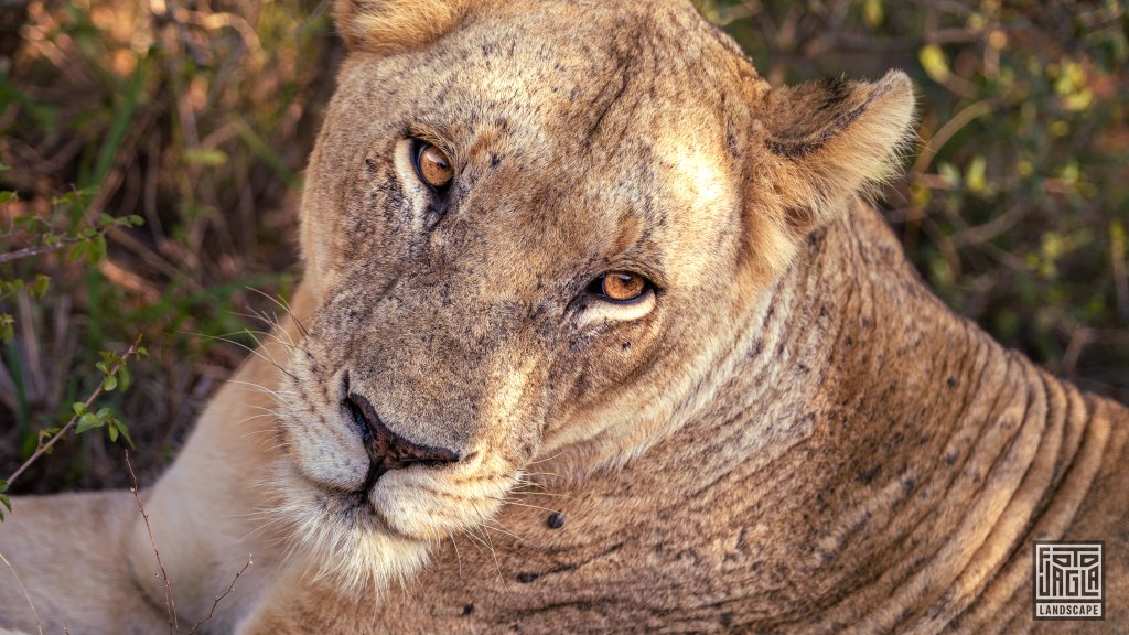 Eine wilde Lwin
Safari im Manyoni Private Game Reserve in KwaZulu-Natal
Sdafrika