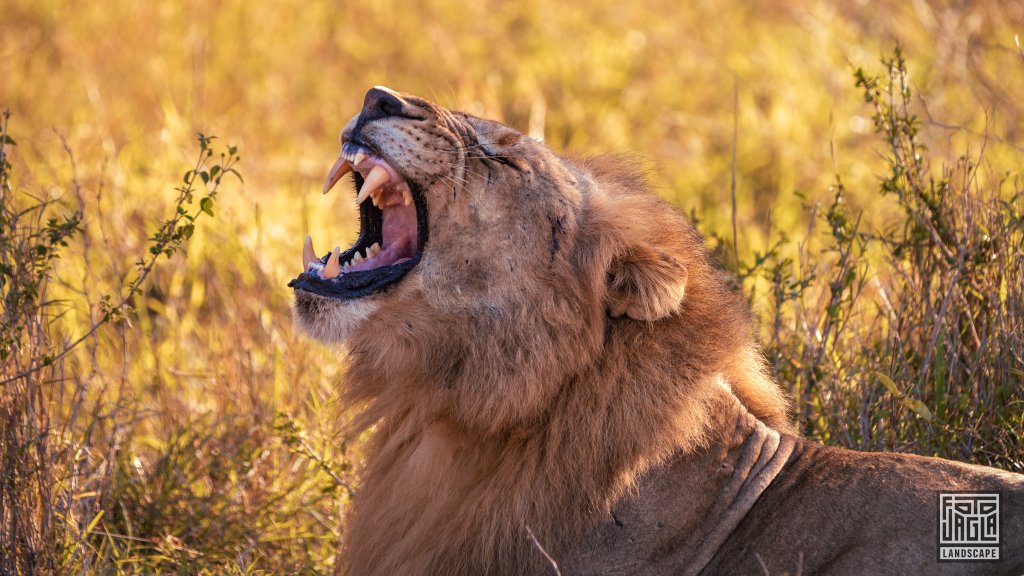 Wilder brllender Lwe bei Sonnenuntergang
Safari im Manyoni Private Game Reserve in KwaZulu-Natal
Sdafrika