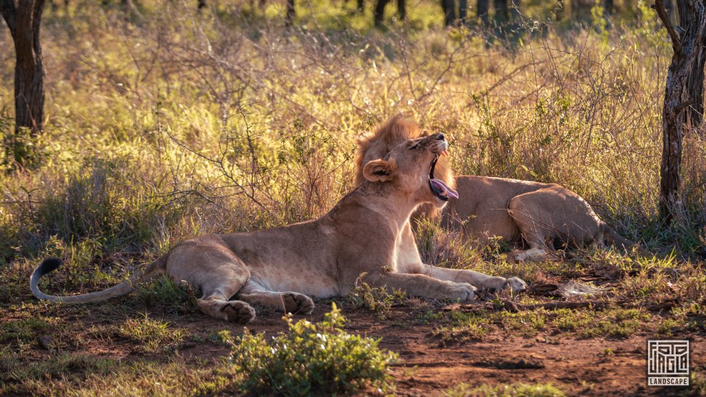 Wilde Lwen bei Sonnenuntergang
Safari im Manyoni Private Game Reserve in KwaZulu-Natal
Sdafrika