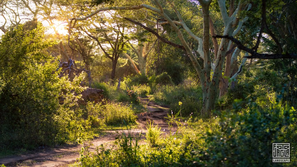 Wunderschne Pirschfahrt bei Sonnenuntergang
Safari im Manyoni Private Game Reserve in KwaZulu-Natal
Sdafrika
