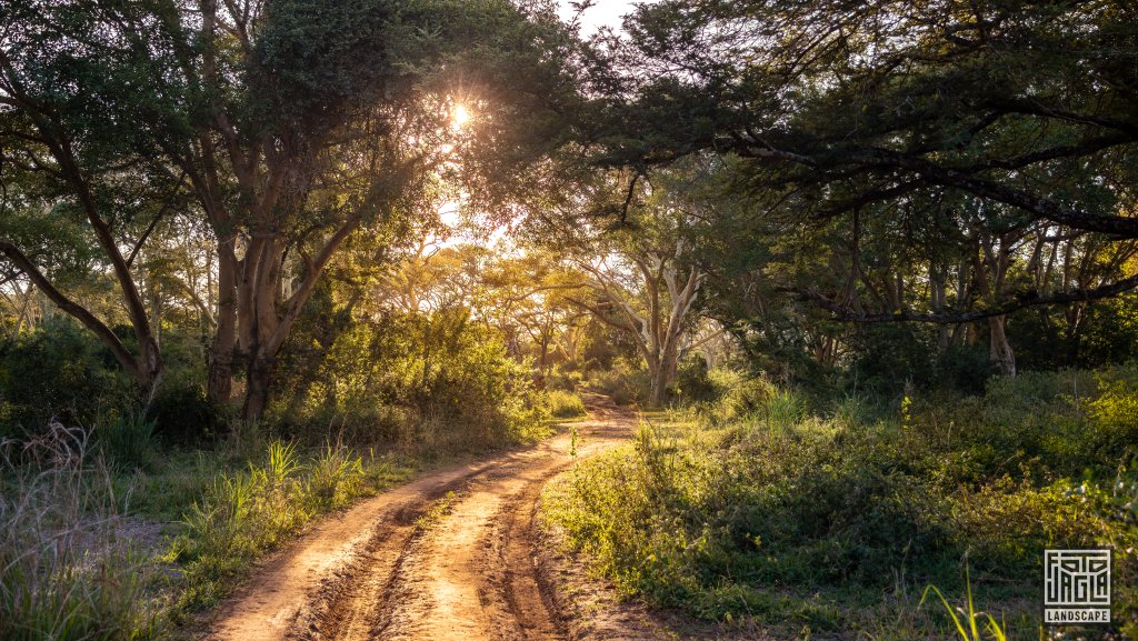 Wunderschne Pirschfahrt bei Sonnenuntergang
Safari im Manyoni Private Game Reserve in KwaZulu-Natal
Sdafrika