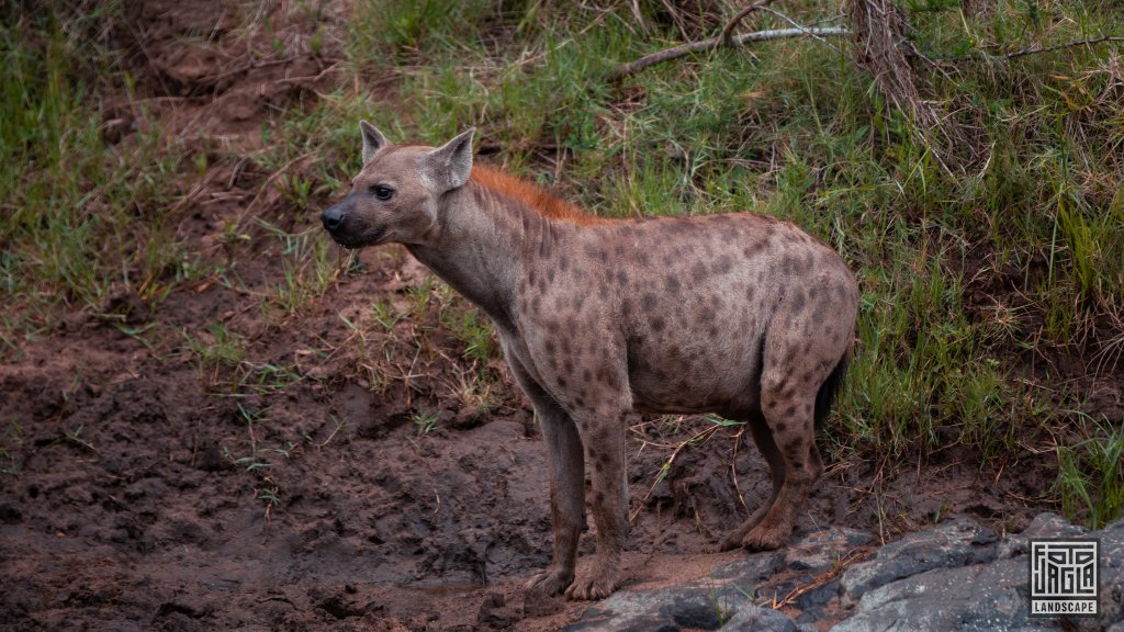 Eine trchtige Hyne (Hyaenidae)
Safari im Manyoni Private Game Reserve in KwaZulu-Natal
Sdafrika