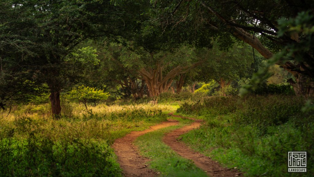 Wunderschne Pirschfahrt zur Abenddmmerung
Safari im Manyoni Private Game Reserve in KwaZulu-Natal
Sdafrika