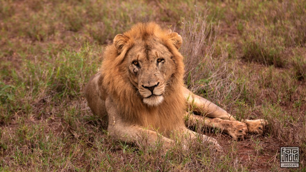 Wilder Lwe mit blutigen Kampfspuren und Narben
Safari im Manyoni Private Game Reserve in KwaZulu-Natal
Sdafrika