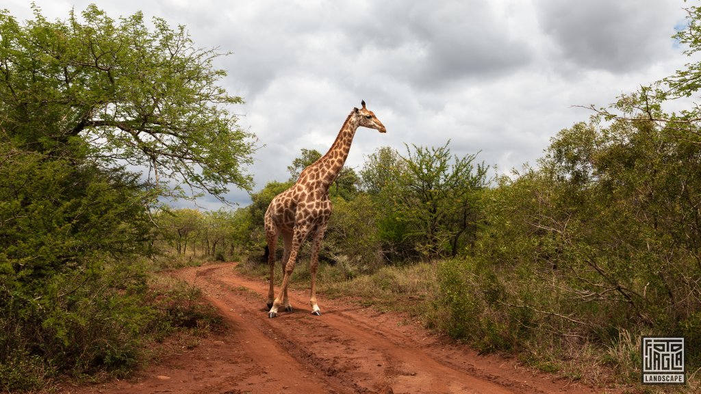 Groe Giraffe sucht ihren Weg
Safari im Manyoni Private Game Reserve in KwaZulu-Natal
Sdafrika