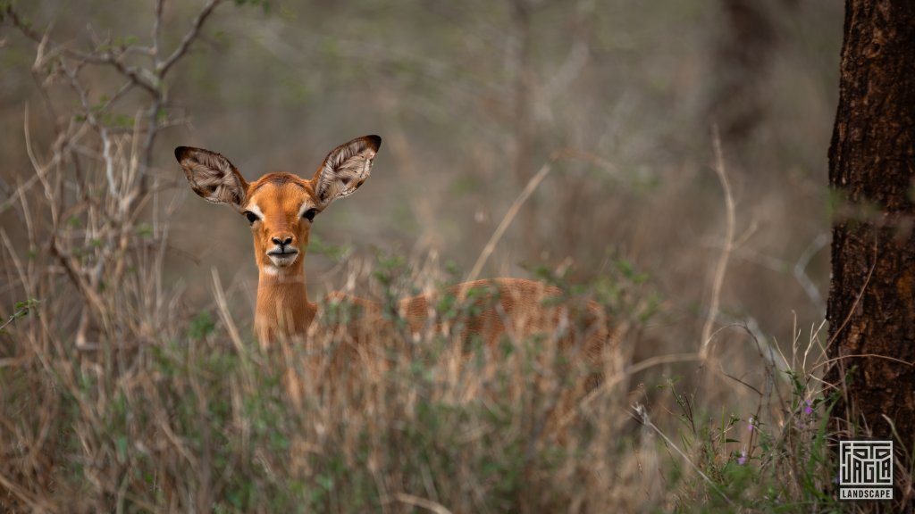 Ein kleines Impala
Safari im Manyoni Private Game Reserve in KwaZulu-Natal
Sdafrika