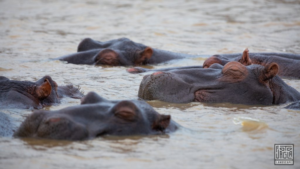 Wilde Nilpferde (Hippos) genieen das Wasser
St Lucia
Sdafrika