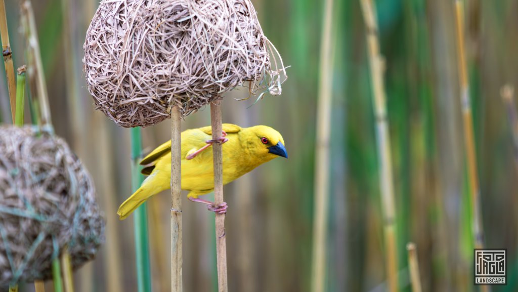Ein Goldweber (Ploceus Subaureus) baut sein Nest
St Lucia
Sdafrika