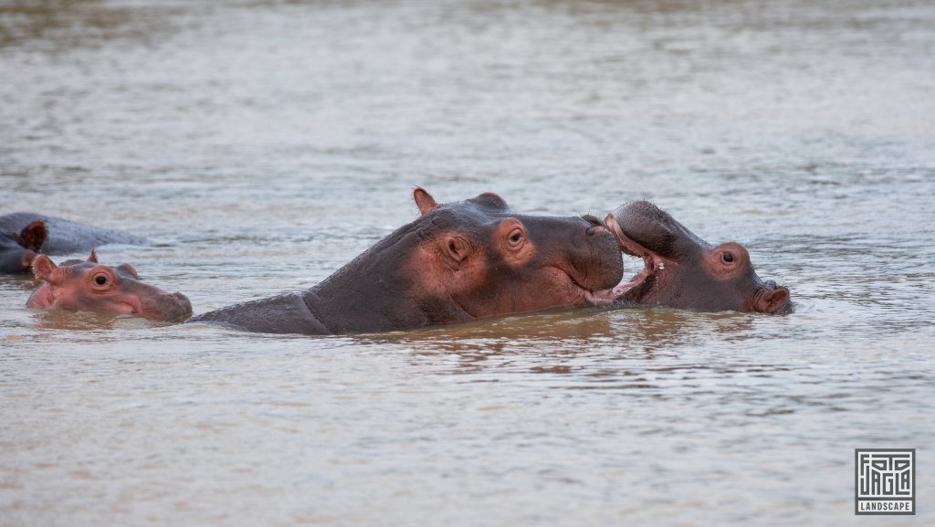 Wilde Nilpferde (Hippos) genieen das Wasser
St Lucia
Sdafrika