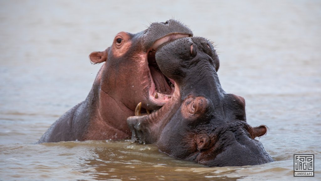Wilde Nilpferde (Hippos) spielen im Wasser
St Lucia
Sdafrika