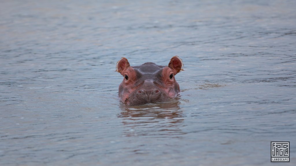 Kleines Baby Nilpferd (Hippo)
St Lucia
Sdafrika