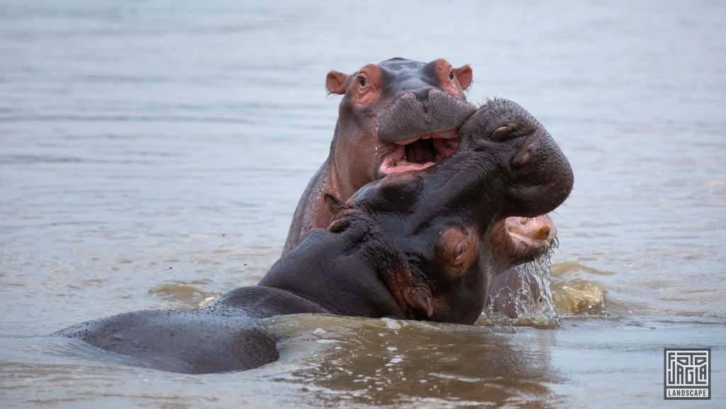 Wilde Nilpferde (Hippos) spielen im Wasser
St Lucia
Sdafrika