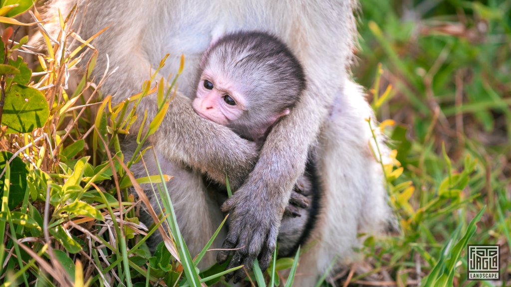 Sdliches Grnmeerkatzen-Baby (Chlorocebus Pygerythrus) 
KwaZulu-Natal
Sdafrika