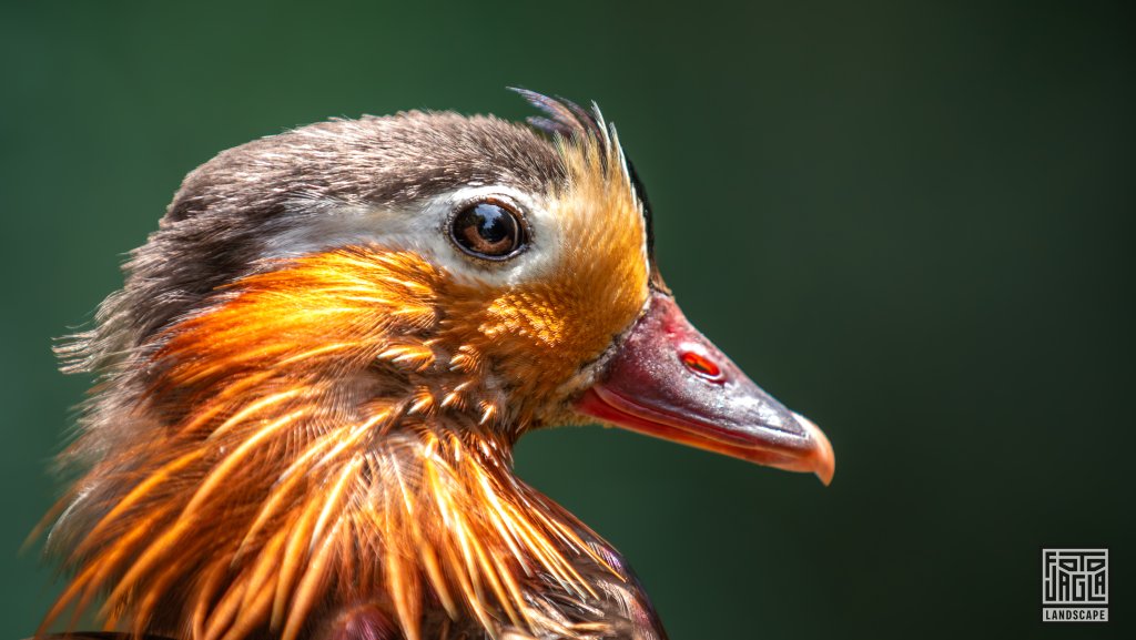 Mandarinente (Aix Galericulata)
Birds Of Eden, Plettenberg Bay
Sdafrika