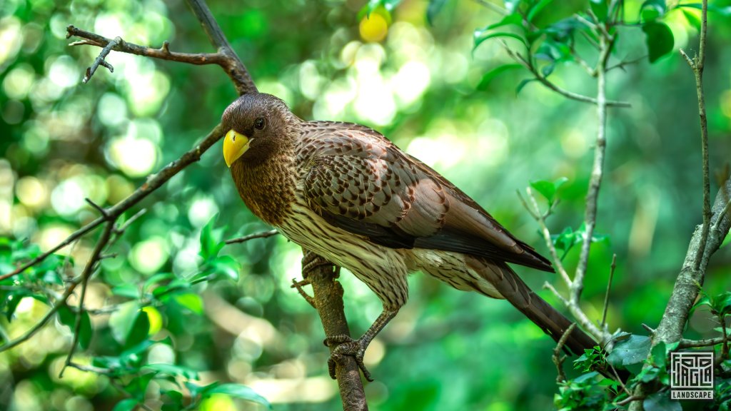 Schwarzschwanz-Lrmvogel (Crinifer Piscator)
Birds Of Eden, Plettenberg Bay
Sdafrika