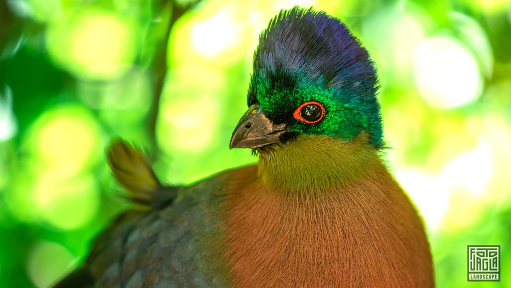 Glanzhaubenturako (Tauraco Porhyreolophus)
Birds Of Eden, Plettenberg Bay
Sdafrika