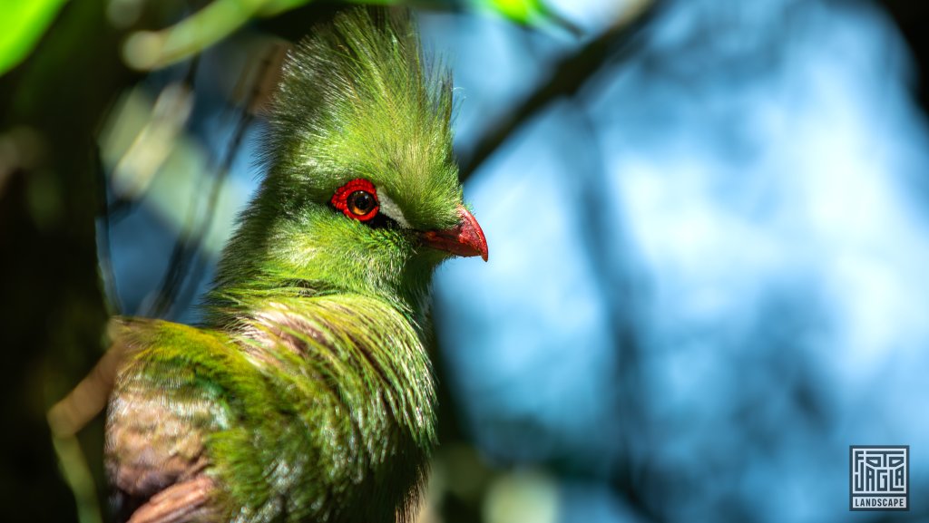 Guineaturako (Tauraco Persa Buffoni)
Birds Of Eden, Plettenberg Bay
Sdafrika