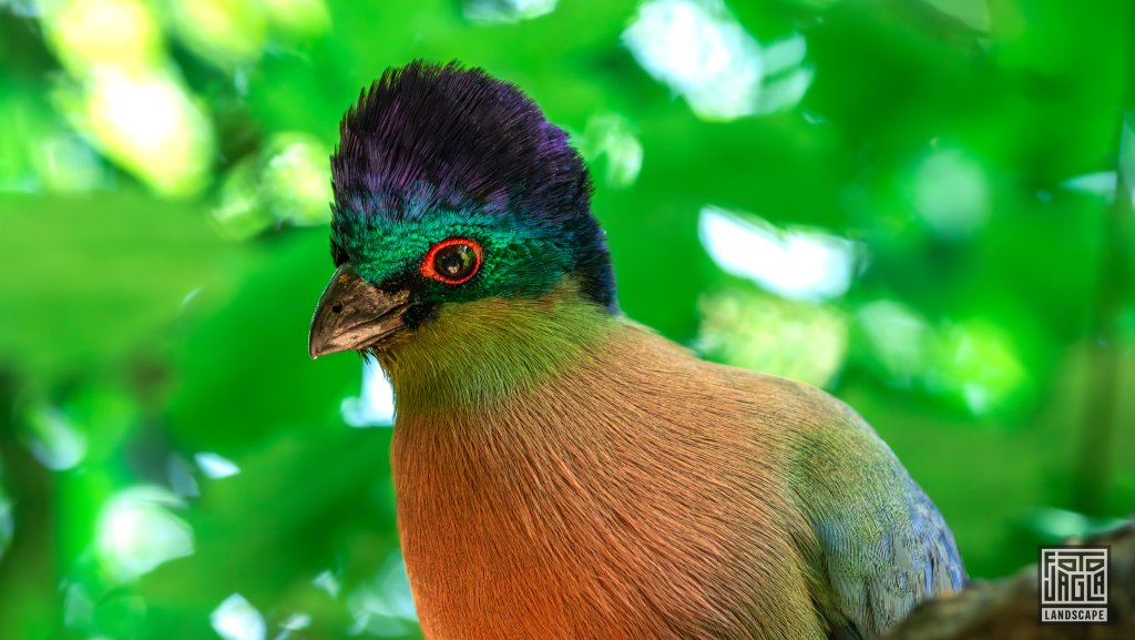 Glanzhaubenturako (Tauraco Porhyreolophus)
Birds Of Eden, Plettenberg Bay
Sdafrika