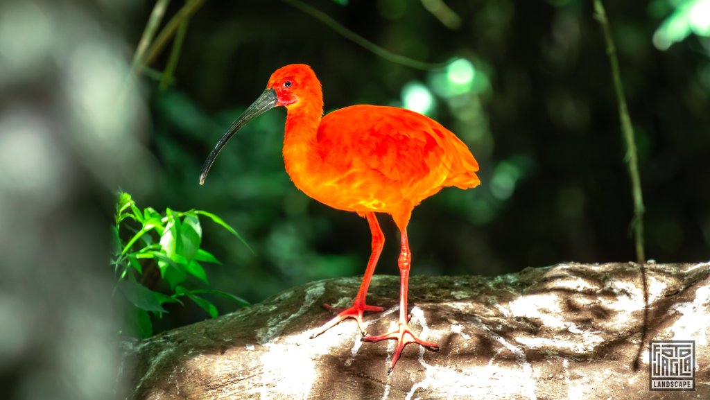 Scharlachsichler (Eudocimus Ruber)
Birds Of Eden, Plettenberg Bay
Sdafrika