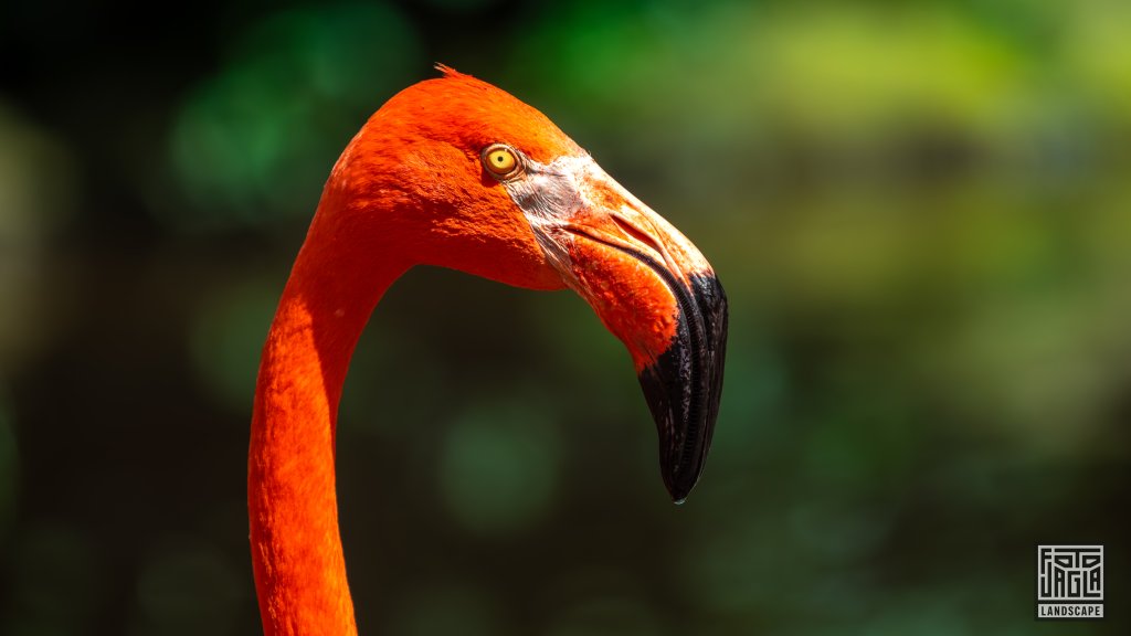 Kubaflamingo (Phoenicopterus Ruber)
Birds Of Eden, Plettenberg Bay
Sdafrika