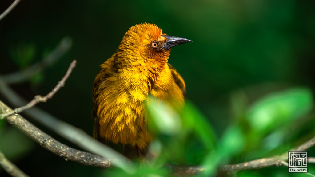 Kapweber (Ploceus Capensis)
Birds Of Eden, Plettenberg Bay 
Sdafrika