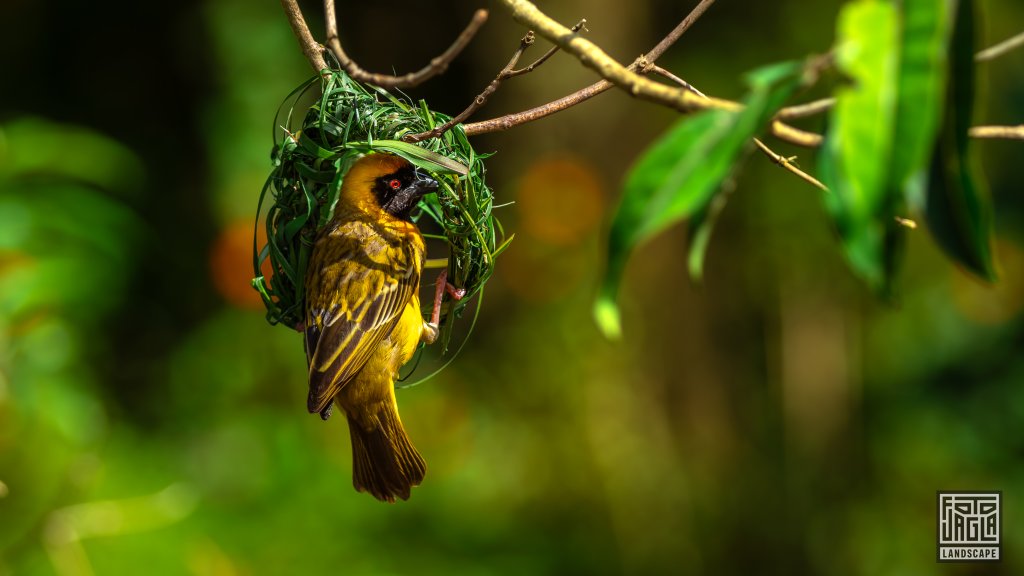 Maskenweber (Ploceus Velatus)
Birds Of Eden, Plettenberg Bay 
Sdafrika