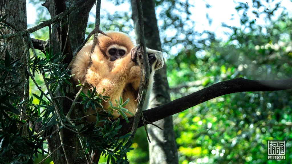 Weihandgibbon (Hylobates Lar)
Monkeyland Primate Sanctuary, Plettenberg Bay
Sdafrika