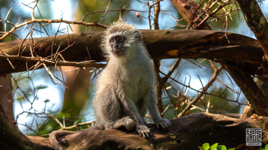 Sdliche Grnmeerkatze (Chlorocebus pygerythrus)
Monkeyland Primate Sanctuary, Plettenberg Bay
Sdafrika