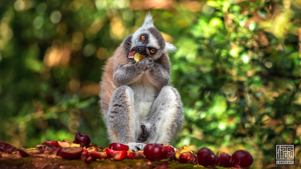 Katta (Lemur Catta)
Monkeyland Primate Sanctuary, Plettenberg Bay
Sdafrika
