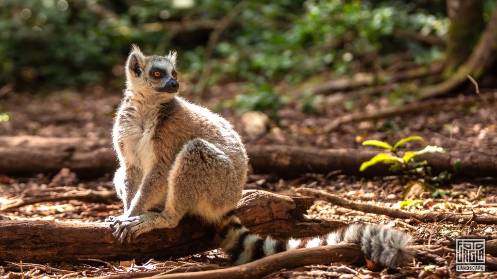 Katta (Lemur Catta)
Monkeyland Primate Sanctuary, Plettenberg Bay
Sdafrika