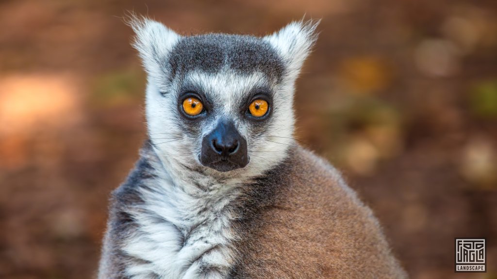 Katta (Lemur Catta)
Monkeyland Primate Sanctuary, Plettenberg Bay
Sdafrika