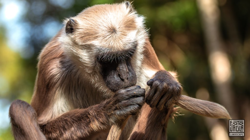 Indische Languren (Semnopithecus)
Monkeyland Primate Sanctuary, Plettenberg Bay
Sdafrika