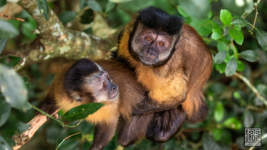 Weihandgibbon (Hylobates Lar)
Monkeyland Primate Sanctuary, Plettenberg Bay 
Sdafrika