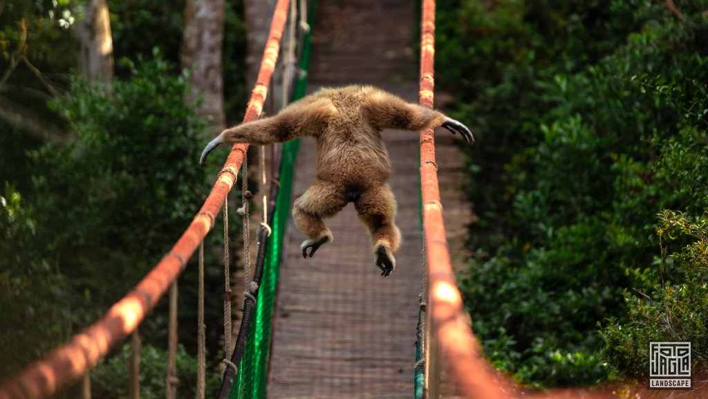 Weihandgibbon (Hylobates Lar)
Monkeyland Primate Sanctuary, Plettenberg Bay 
Sdafrika