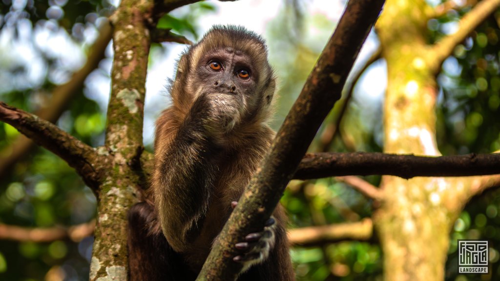 Weihandgibbon (Cebus apella)
Monkeyland Primate Sanctuary, Plettenberg Bay
Sdafrika